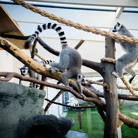 Gold - Gory Sowie - アパート *